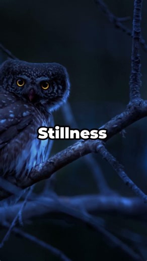 Why Owls Hunt in Complete Silence | Did you know? #animals #animalfacts