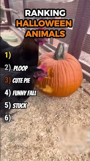 Top 5 Cutest Halloween Animals Ever 🎃🐾
