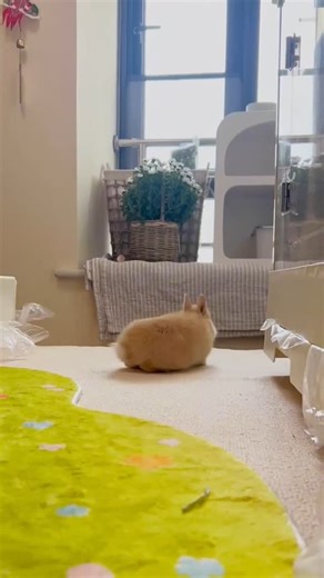 Good Boy Gazette on Instagram: "Unlock Your Rabbit's Secret Language: The Binky Explained! Ever wonder about that crazy rabbit binky? We're breaking down this adorable rabbit behavior. It's a key sign of bunny happiness you don't wanna miss!"