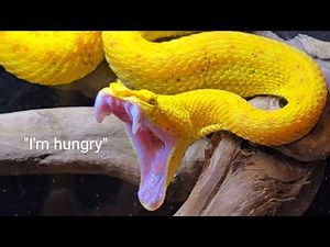 Feeding my MOST VENOMOUS snakes!