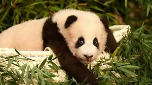 Panda Fu Bao fans bid emotional farewell in South Korea