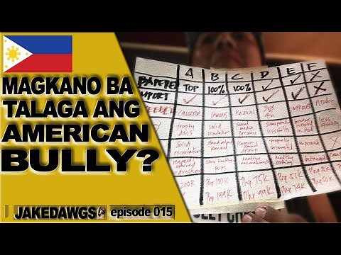Buying An American Bully Puppy | Magkano Ang American Bully sa Pilipinas?