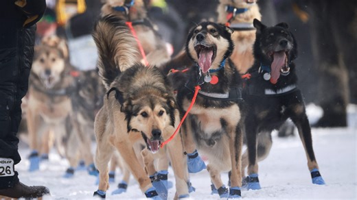 54th Iditarod underway: What to know with mushers, dogs on icy terrain