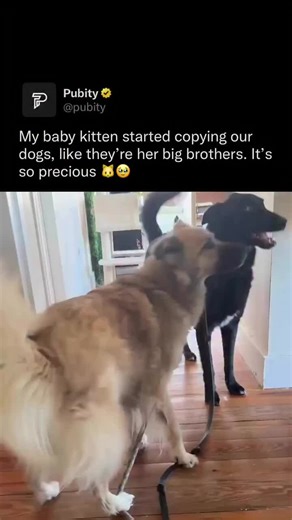 Dog Barking and Kitten Meowing in Perfect Harmony