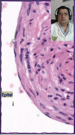 🔬 *Epitelio Plano* Forma del tejido epitelial🔬