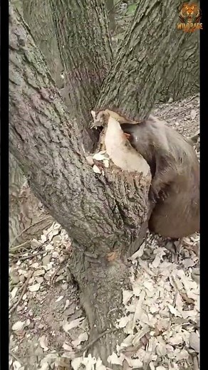 Beaver cutting trees 🦫 | Amazing Close-Up Footage#BeaverCuttingTrees #Wildlife #Shorts