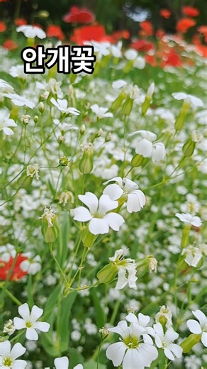 안개꽃 / Baby's Breath / 满天星 / 꽃말 : 순수한 마음, 영원한 사랑