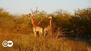 Repopulating Wildlife Parks in Mozambique
