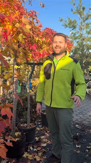 66 reactions · 4 comments | Liquidambar styraciflua Gum Ball...