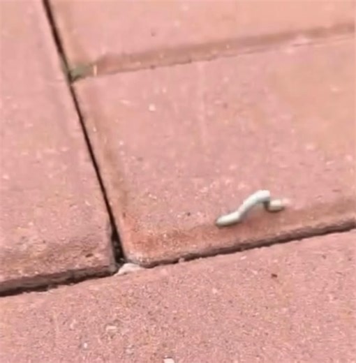 2.3K views · 17 reactions | The Cartoon Crawl! How Inchworms Move...