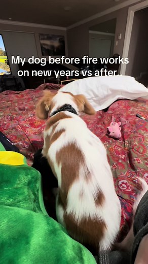 The Effects of Fireworks on Dogs: A Before and After