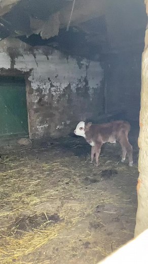 Young Calf Exploring Its Barn Environment