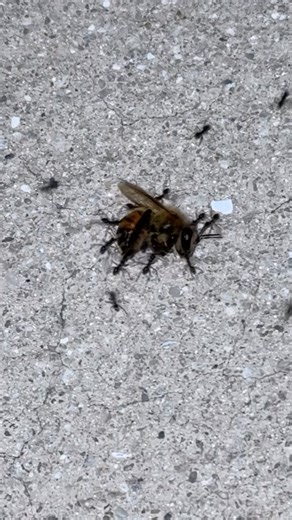 Ants vs Bees #fypviralシ #florida #fyp #ants #bee