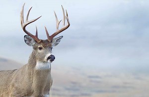 Deer Sounds: 8 Noises They Make and What Each Means