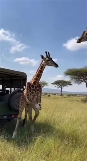 Hilarious Animal Moments That Will Make You Laugh