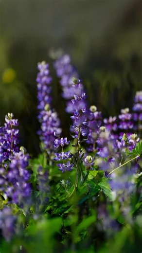 The Spring 2026 Semester is right around the corner! Find your classes today at www.canyons.edu/Spring26 🌿🌷 | College of the Canyons