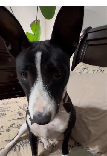 She’s over the snow too #basenji #dog #purebred #barklessdog