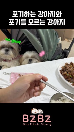 밥 먹을 때 뭐라도 떨어질까 말똥말똥 까을이와 그냥 포기가 빠른 뽐이ㅋ 둘이 닮은듯 안닮은 #시츄자매 #시츄 #강아지일상 #강아지영상 #shihtzu #뽀짝스토리 #추천