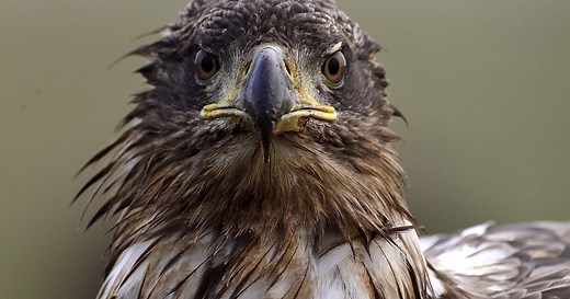 South African orphanage rehabilitates injured predator birds | Africanews