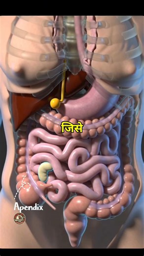 Appendix Pain Ki Asli Pehchan | Doctor Advice