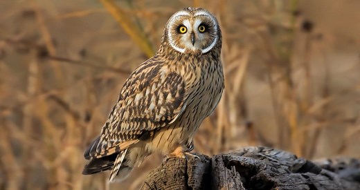 Short-eared Owl Photos and Videos for, All About Birds, Cornell Lab of Ornithology