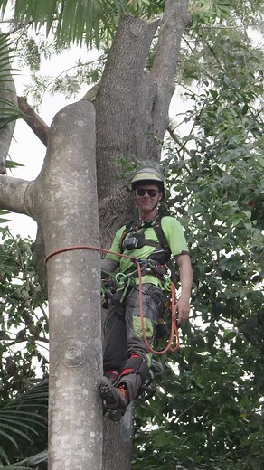 Inspiration Trees on TikTok