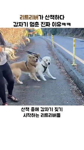 리트리버가 쫄은 대상의 정체ㅋㅋ #retreiver #강아지 #반려견 #웃긴영상 #goldenretreiver #리트리버강아지