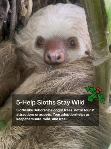 The Sloth Conservation Foundation on Reels