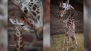 48K views · 347 reactions | Welcome to the world, little giraffe! | Animal Planet | Facebook