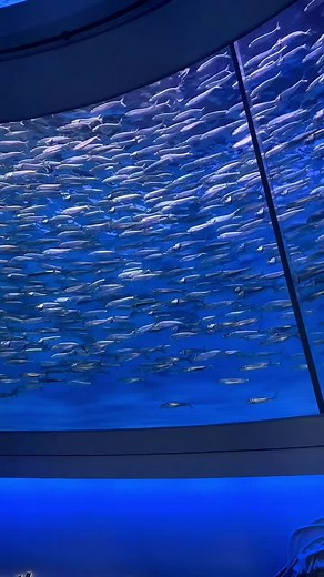 Lisa Rodriguez (@lisa.rodri)’s videos with A Gentle Sunlight - James Quinn