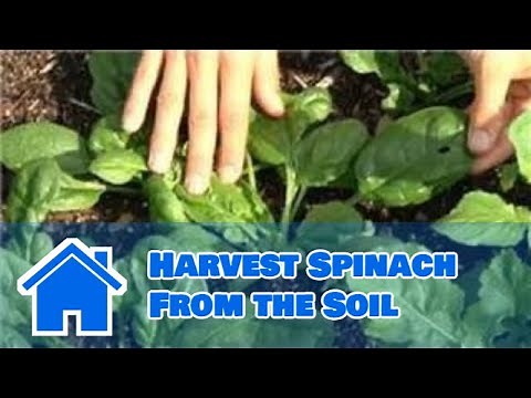 Growing Greens : How to Harvest Spinach From the Soil