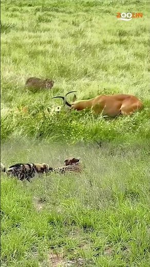 Savage Hyena Pack Attack vs Antelope – Brutal Nature Unfolds!