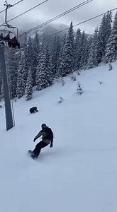 Bear Chases Snowboarder Down Slope Description: A snowboarder is suddenly chased by a bear after it emerges from the trees on a snowy slope. The tense moment unfolds fast as the man speeds downhill and manages to escape without being harmed. | Petflix