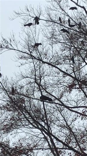 Walk Vancouver, BC On A Real-Life Murder Of Crows Photowalk With Jimmy James