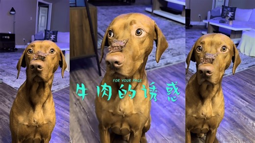 能忍住牛肉诱惑的狗狗不是一般的狗狗！！！