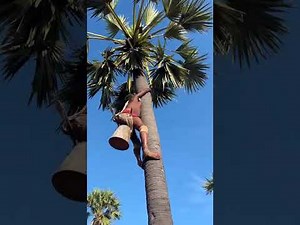 Indian Borassus tree