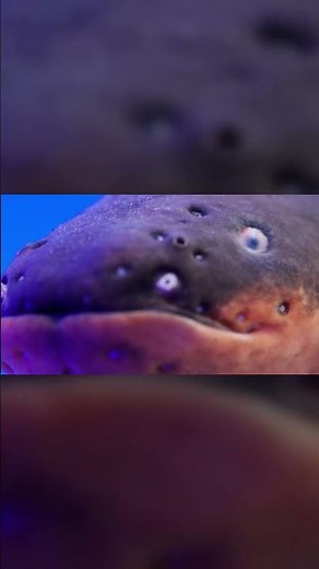 The Animal That Sees With Electricity — Electric Eel