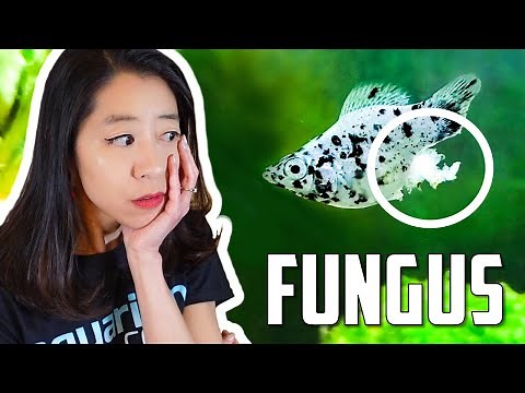 How to Fight Fungus on Aquarium Fish