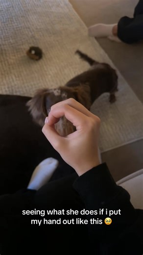 Adorable Mini Dapple Dachshund Interaction