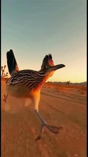 Why Is the Road Runner the Fastest Bird in the Desert?