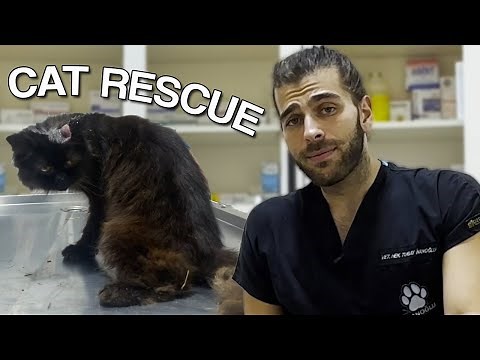 ABANDONED CATS! ( Two Cats Rescued From Forest! )