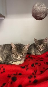 63K views · 10K reactions | Cat Kennel Elvira is one of our longest...