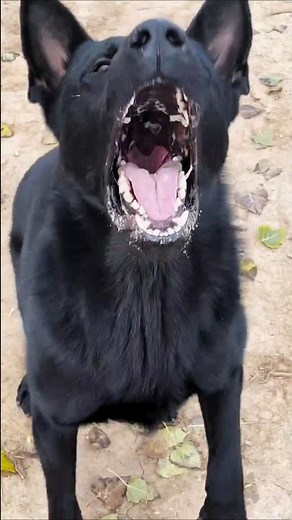 black beasts barking video #dogtalk #dogcommunication #puppy #petsempire #pitbull #barkingbliss