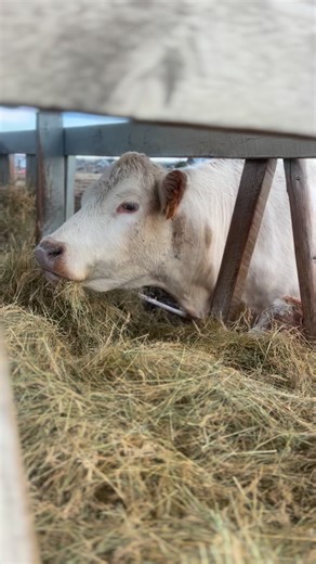 Calves are born with non-functional rumens, but once they start to develop & the babies begin mimicking their mommas at the feeder, it’s the cutest thing ever ❤️ #beefalo #crearanchbeefalo #calvingseason | Crea Ranch Beefalo