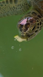 128K views · 6.9K reactions | Check out this adorable moment! 塞 Watch as our sea turtle munches on some delicious veggies, then gives us a little surprise by squirting water out of its nose! | Sea Turtle, Inc | Facebook