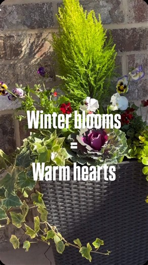 🪴❄️Who says winter can’t bloom? Even in the chill of winter, beauty thrives! This cozy container garden is proof that nature’s beauty never hibernates. ❄️✨ | Posh Container Gardens