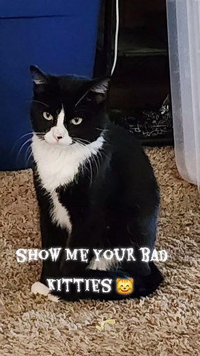 Show meee  Sammy's face says it all  | Amber Real | Facebook