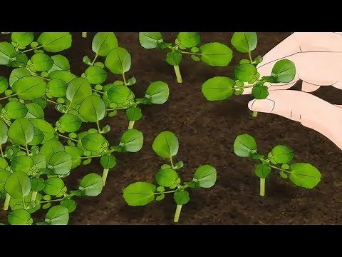 How to Grow Watercress