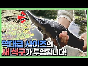 이렇게 큰 물고기가 가물치 연못에 들어가는건 처음입니다! #철갑상어