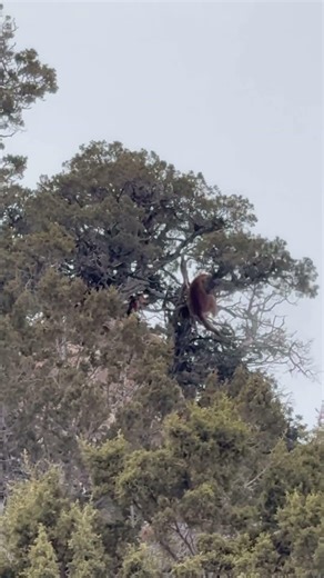 MOUNTAIN LIONS AND HOUND DOGS! #dogs #huntingdog #hounds #animals #wildlife #apexpredator #hunting